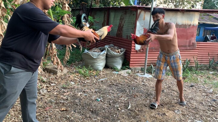 Lancey Dela torre Grey vs 3 way cross Butcher x Lemon x Sweater