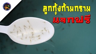 ลูกกุ้งก้ามกรามพร้อมอาหารแร่ธาตุแจกฟรีกิจกรรมของฟรีมีในโลกสไตลืkorattv