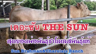 #เดอะซันTHE SUN #Sun Brahman&Charolais|081-933-2766|