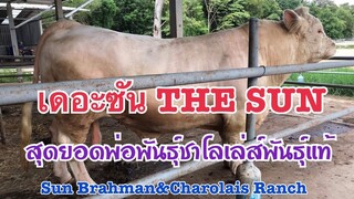 #เดอะซันTHE SUN #Sun Brahman&Charolais|081-933-2766|