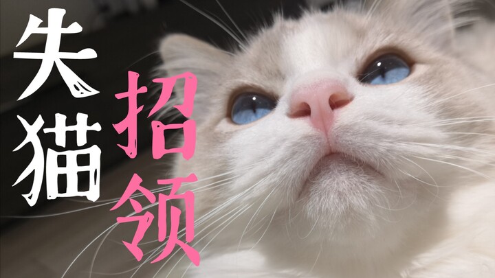 Nhặt được một con mèo ở hành lang…