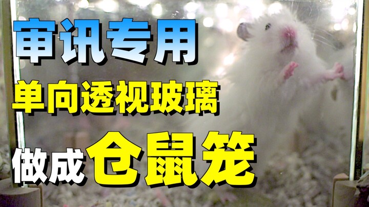 用单向玻璃做仓鼠窝是什么体验？仓鼠看不见我了！
