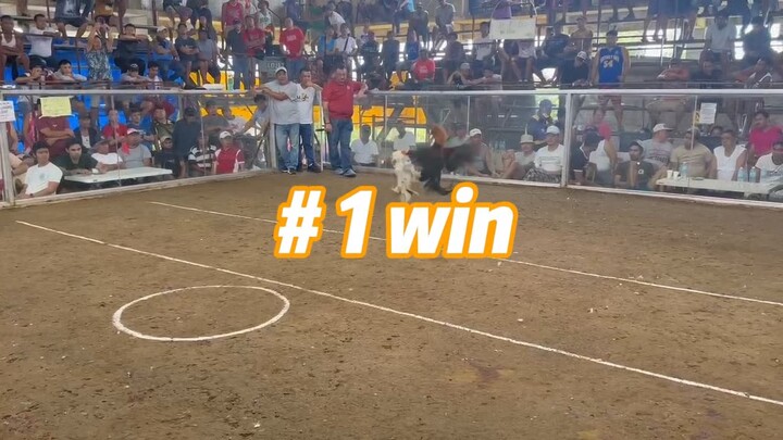Win,loss good fight January 21, 2025 Entry name sa aking bilas tagpiTv Materials breed by Daddy Vin.
