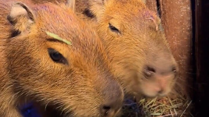 Fans are asking me to buy a capybara for them? Think twice!