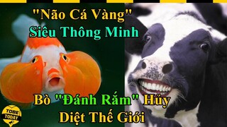 🔴 Những Sự Thật Trong Thế Giới Động Vật Mà 99% Con Người Đều Lầm Tưởng Nghiêm Trọng