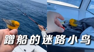 钓鱼时遇见了一只迷路小鸟，上了船就不走了