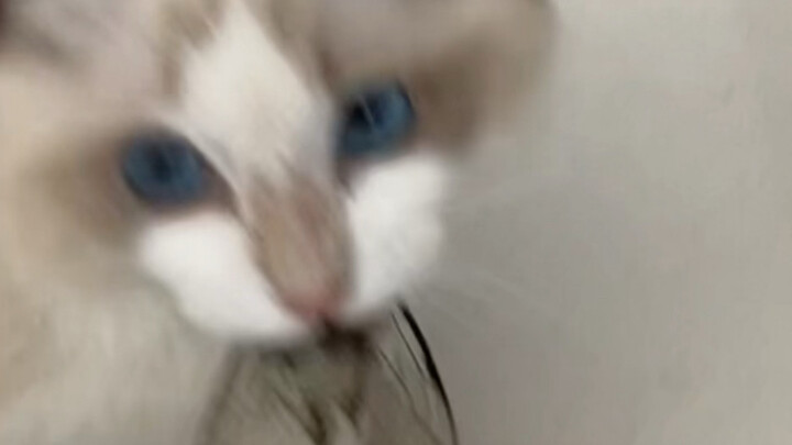 แมวพันธุ์เปอร์เซียตัวน้อยเผลอกินจักจั่นราคาล้านบาทเข้าไป