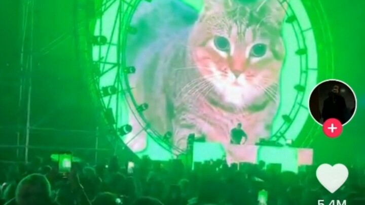 ชาวเน็ตต่างประเทศชมการแสดงสดของแมว oiiai