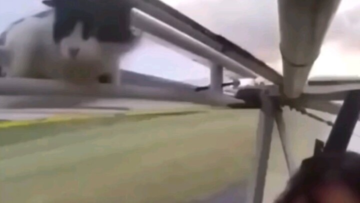 猫：睡一觉你给我干哪来了