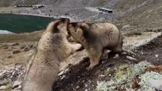 One video made me laugh to death twice