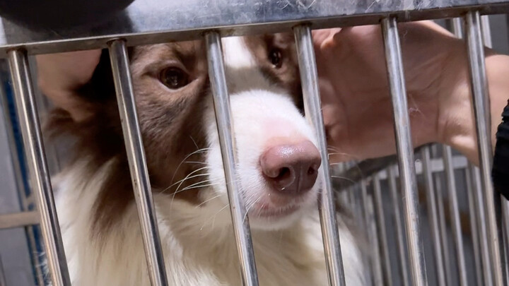 The Border Collie rescued from the slaughterhouse probably witnessed everything, which is why it’s s