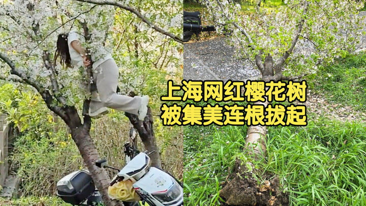 Shanghai’s Internet-Famous Cherry Tree Trampled Down: The Little Easter Egg Behind the Incident