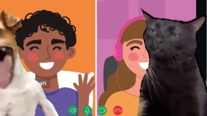 [Cat meme] A novice university teacher is recruiting doctoral students for the first time, the last 