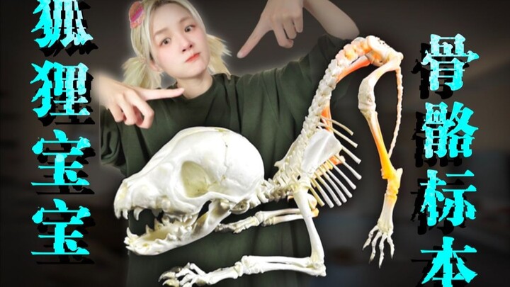 طفل ثعلب يشبه الجرو الصغير تمامًا ^ صناعة عيّنات هياكل عظمية لثعالب المستأنسة ^