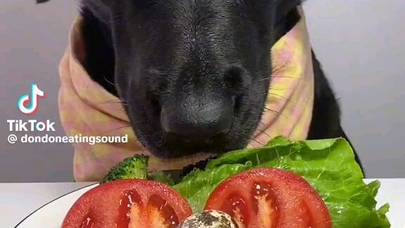 vegetarian dog