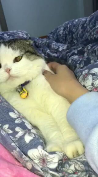 miu mập nhà em gái