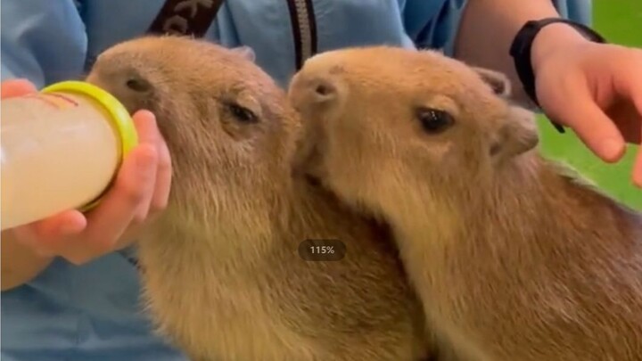 One sucks the bottle and the other sucks the ear