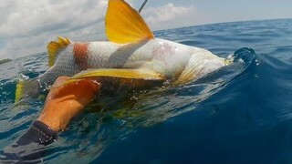 SPEARFISHING PHILIPPINES 🇵🇭 another day another blessing thank you Lord 🙏 catch and sell
