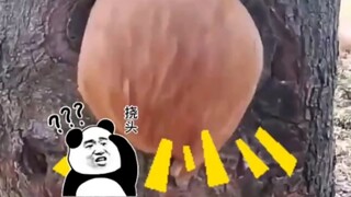 ตอนเย็นกลับไปตุ๋นไก่เล็ก!