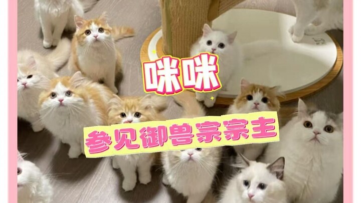 坏了~见到真正的御兽宗宗主了