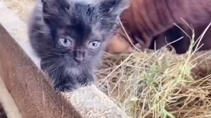 Coba aja siapa yang masih berani menggangguku!