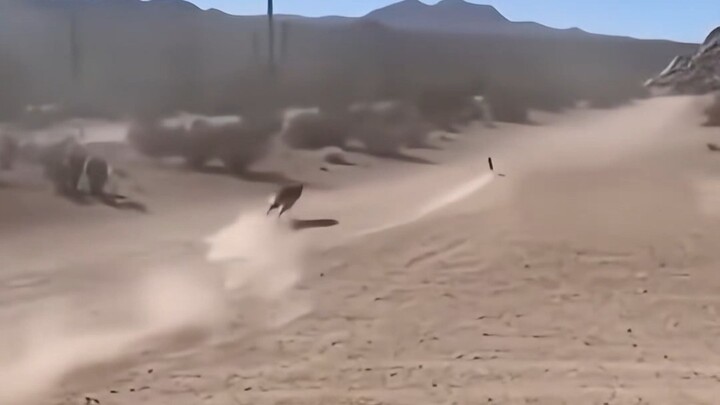 Dalam catatan, seekor burung roadrunner rata-rata setiap tahun membuat lima ekor serigala coyote mat