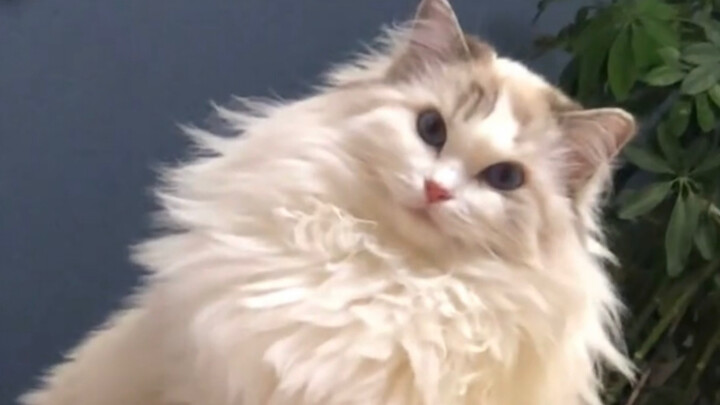 แค่หน้าตาแมวไม่ค่อยเรียบร้อย ก็ไม่มีสิทธิ์มีชื่อภาษาอังกฤษแล้วเหรอ?