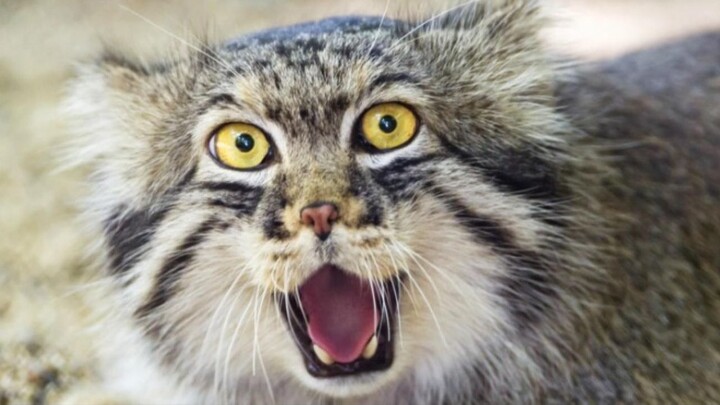 แร็กคูนหูกระต่าย: มันไม่เคยพลาดเป้า แค่ลื่นเท่านั้นเอง