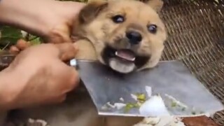 "Nasib anak anjing yang ikut bersenang-senang"