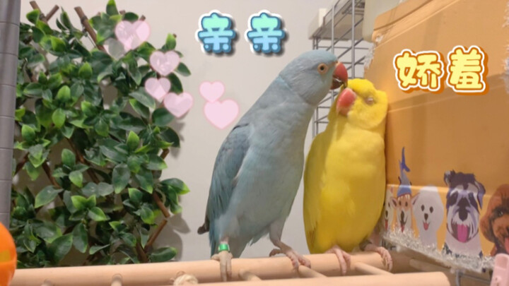 The overbearing CEO parrot actually does a wall slam to chase after the goddess!