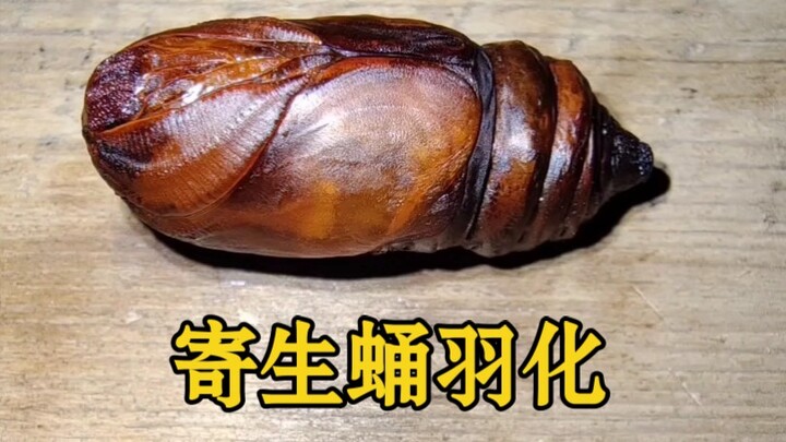 The organism dissected from the silkworm pupa has begun to emerge as an adult.