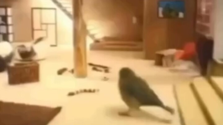 POV: Seperti apa sih di dalam sarang burung?