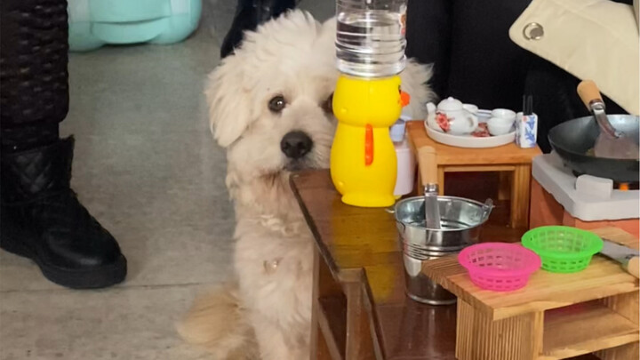 Anjing yang Pulang Kampung Saat Tahun Baru Menemui Para Kerabat Aneh 1