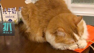【猫片】来小情绪了，抱住自己的大脸盘子，谁也不理！