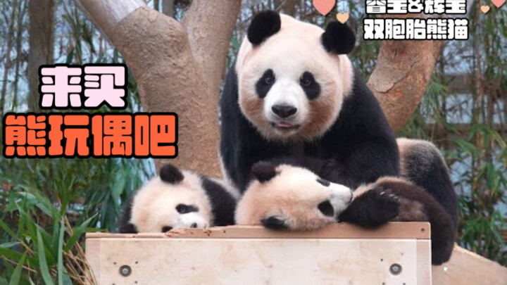 2024.2.2 Aibao stays by the side of the sleeping twins, as if saying: Aunties and uncles—please take