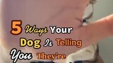 what does your dog do when they’re happy? 😃 LearnOnTikTok happydogs language dogsoftiktok dogcute