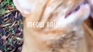 Hewan Gemesin