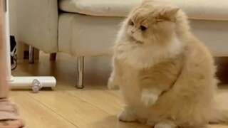 Dari mana datangnya kentang kecil ini? Bahkan saat melompat, ia tak bisa menyentuh lututku.