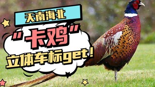 Ayam aduan di antara burung pegar! Mobilnya melaju dan logonya berubah!