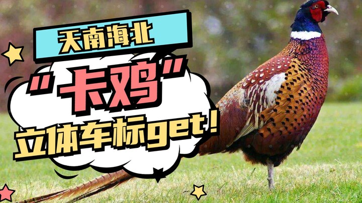 野鸡中的战斗鸡！车开着开着，车标换了！