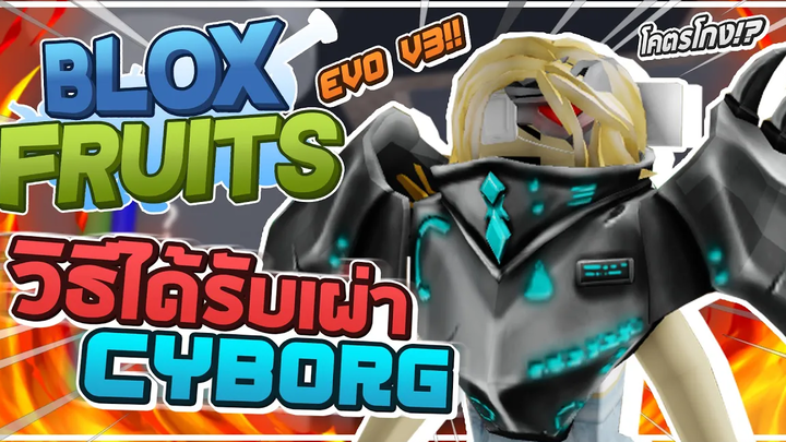 Roblox Blox Fruits 🤖 วิธีได้เผ่าลับ CYBORG!! เผ่าลับที่โคตรอึดและโคตรแรง!! พร้อมสอน EVO ขั้น 3!