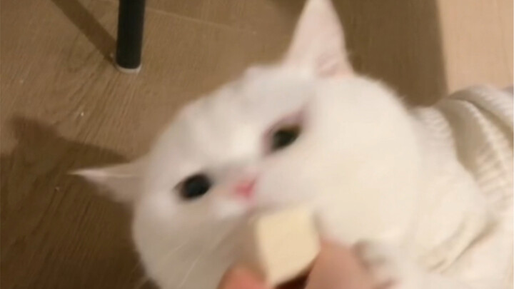 A Cat with Two Faces