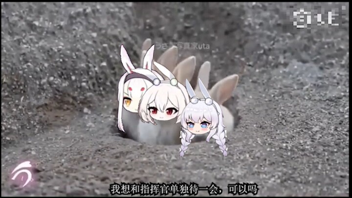 Rabbits from the Hong Kong district?