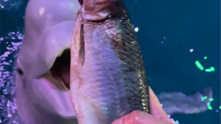 Makan sedikit es batu kecil