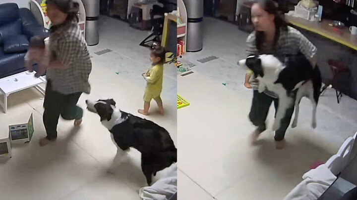 A woman plays “airplane” with her baby, but the dog follows closely, showering them with adorable an