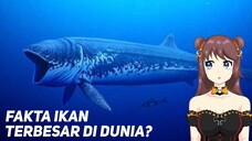 Ikan ini adalah Ikan Terbesar di Dunia?