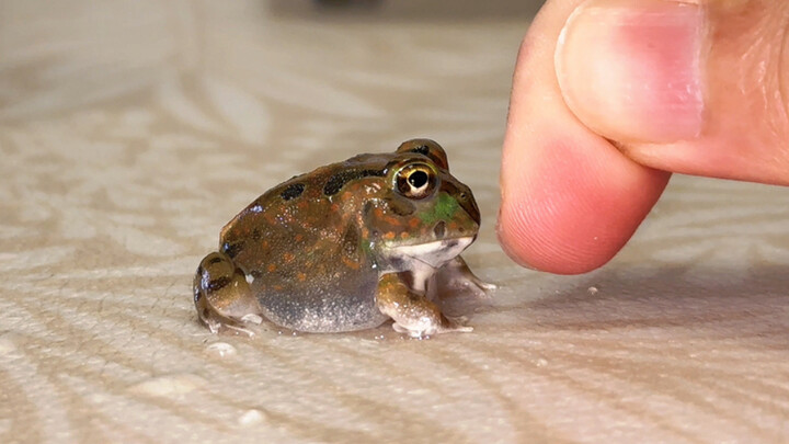 Cherish your horned frog when it’s young… so much fun!
