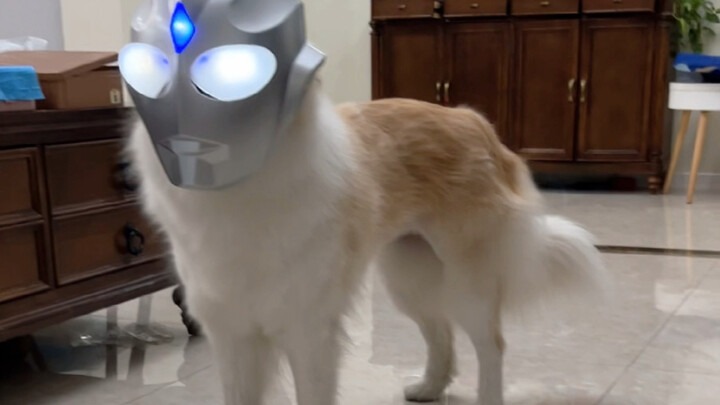 Today is Ultraman Bela.