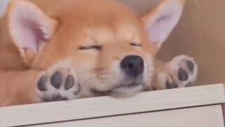This...this is so cute!