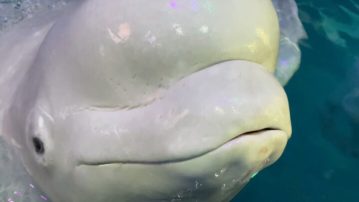 Belugas do have noses, you know!